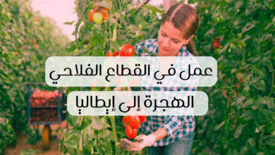 صورة عقود العمل الموسمية في إيطاليا 2026: الشروط وطريقة التسجيل خطوة بخطوة